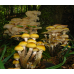 Мицелий Опенка осеннего / Опенок настоящий (Armillaria mellea) Мицелий Опенка осеннего / Опенок настоящий (Armillaria mellea)